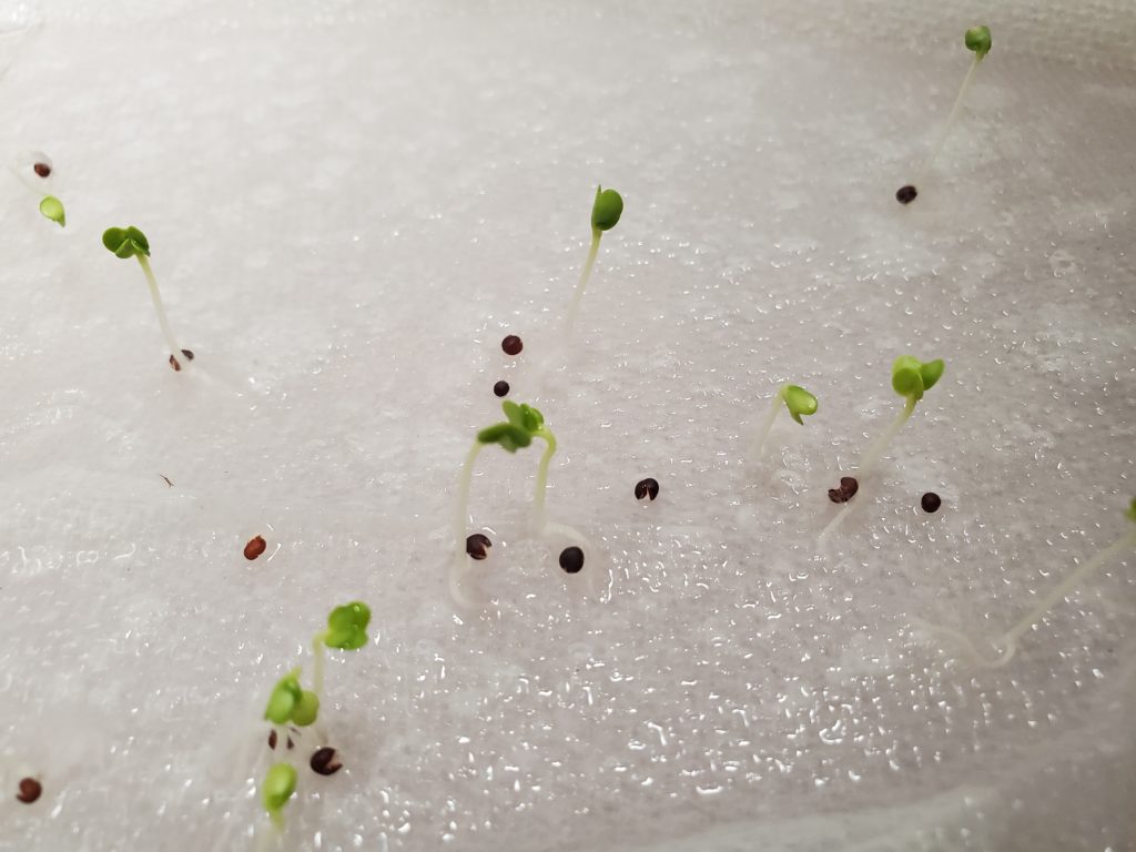 Seedlings Germinating