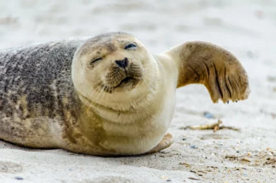 Seal-on-Beach1